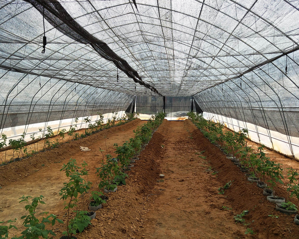 single film vegetable greenhouse greenhouse
