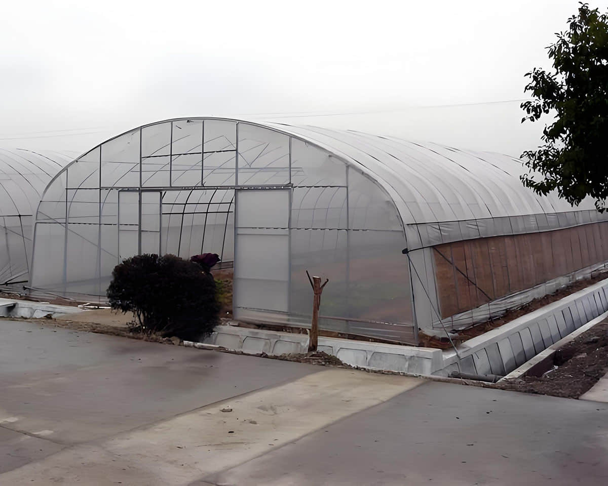  large span single film vegetable greenhouse